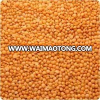 Good quality Red Lentils/ Kidney beans at cheap prices,/dried green lentils export lentils