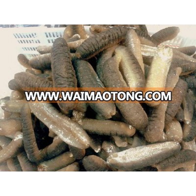 Best Fresh Sea Cucumber / dry sea cucumber