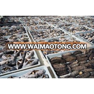 PRICED Wholesale dry sea cucumber