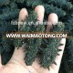 Farm Supply Natural Black Color Dried Sea Cucumber